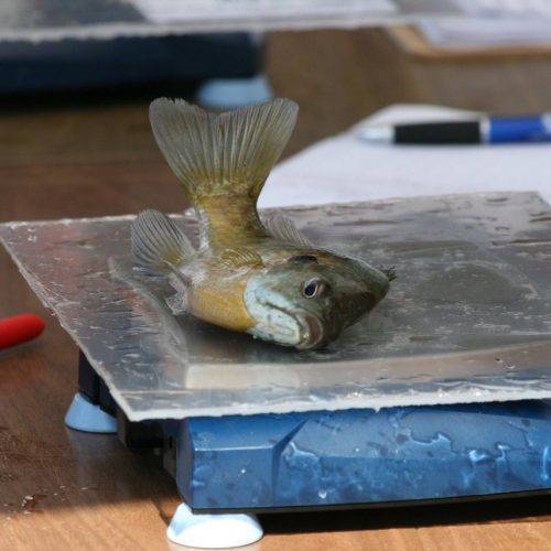 Small fish on scale
